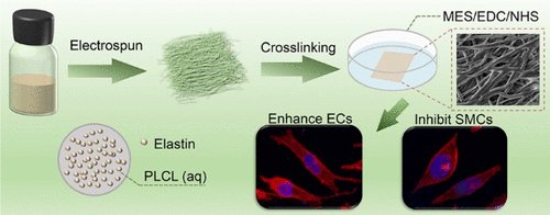 🔬 Scientists at Zhengzhou University developed a novel composite material by combining a synthetic #biopolymer of poly(l-lactide-co-caprolactone) (#PLCL) and a natural biopolymer of #elastin through #electrospinning 💫.

🔎 Find out what they learnt:
➡️ bit.ly/3qowZUD