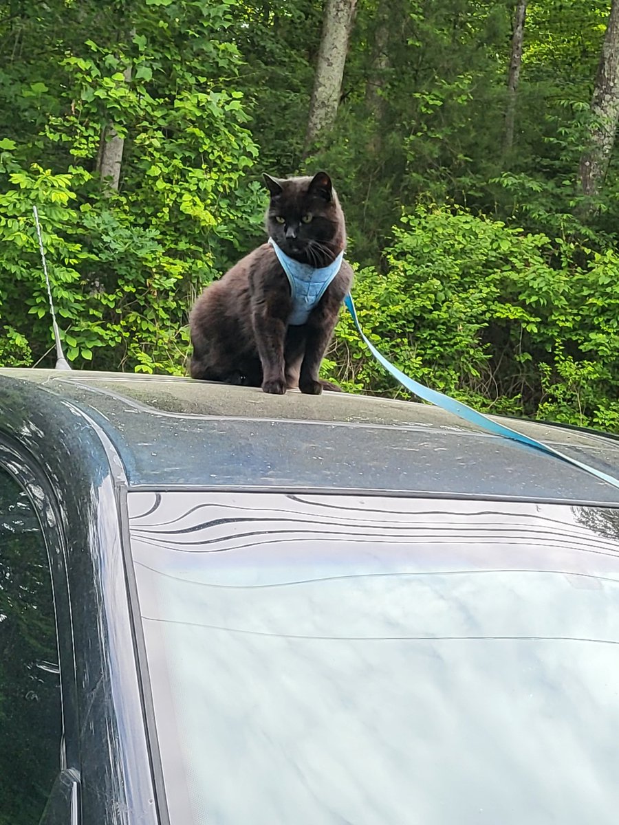 I planted a Purley Purple Crape Myrtle today in my front yard. Hopefully it grow up proud!!! And my boy Smokey was hanging out on the hood of my car. @RealLucyLawless @Connie13995955 @RealElenZenait