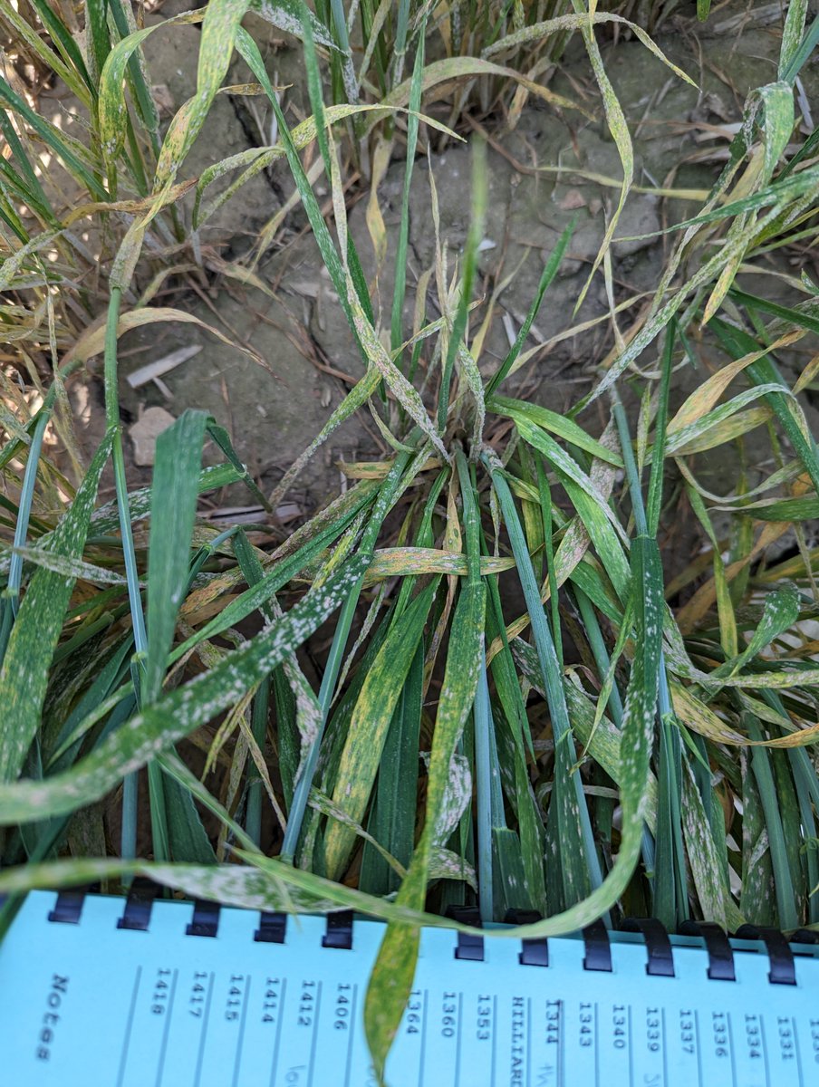 Ellen_Sparry's tweet photo. AMAZING how much powdery mildew we are finding in  some experimentals, considering how hot and dry it is! #CMSeeds @thewheatteam https://t.co/a0XX6VZ5YF