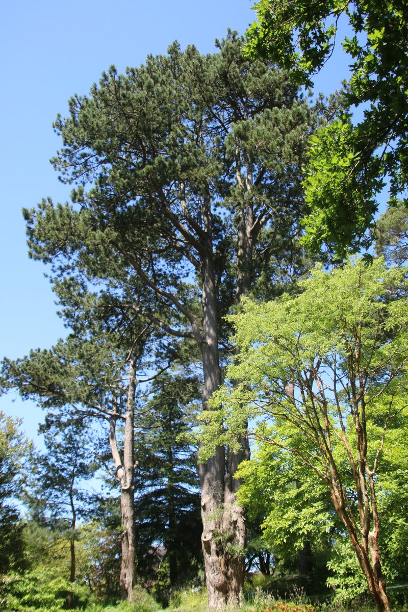 @SiDix67 Good evening Sarah, there were lots of tremendous trees to see on my visit to NT Knightshayes #TreeClub