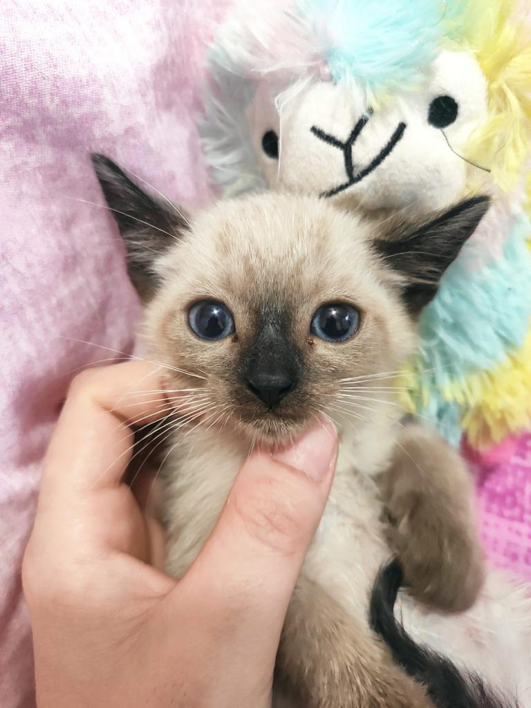 GatosAbandona2's tweet photo. ASÍ ENTREGAMOS EN ADOPCIÓN A NUESTROS PEQUEÑOS VEGA Y SWING!!!

Eran dos bombones y SON dos bombones que no merecen ser devueltos después de casi 4años!!! 

CÓMO PODÉIS HACER ESTO?? https://t.co/PvIVv3Tn55