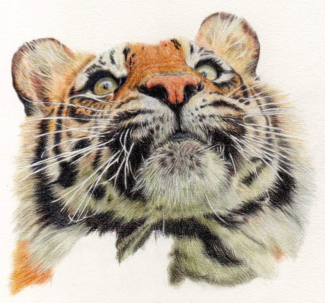 SamWoodhouseAnimalArtist tweet media