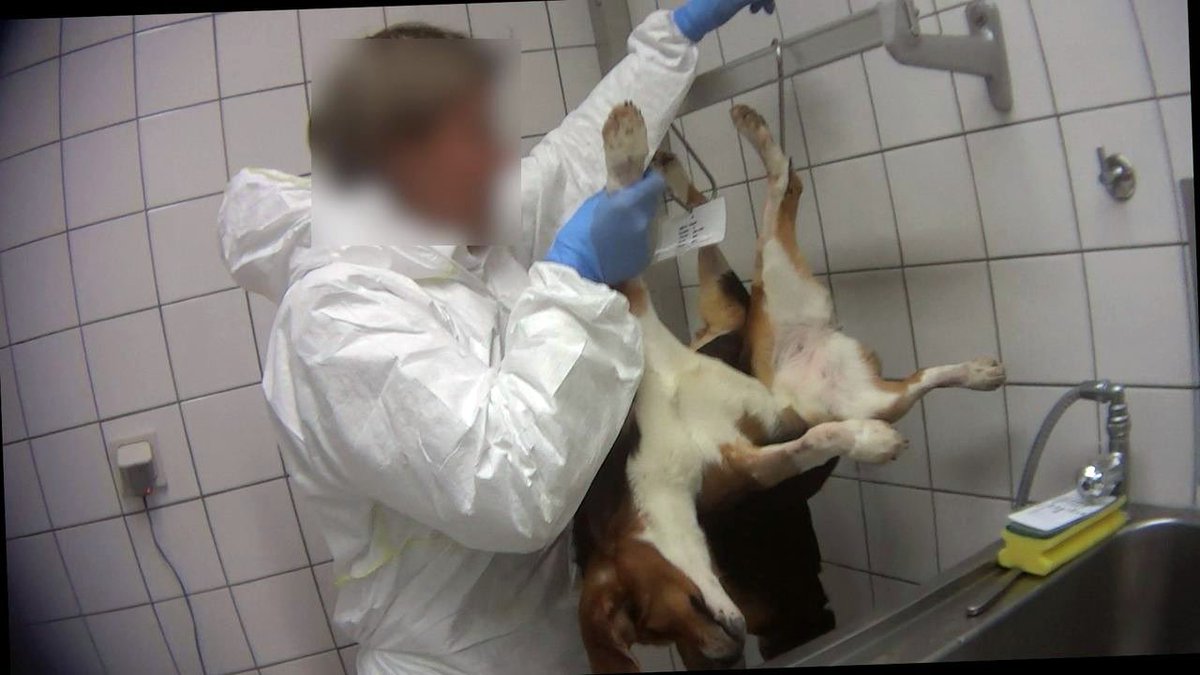 Imagine being the type of person that could work in a job like this? Hanging a dog up by its legs via a metal hook. Tagged and left to hang. What type of upbringing has this person had to make them so psychotic? Something has to have gone very wrong in their mind…?!!