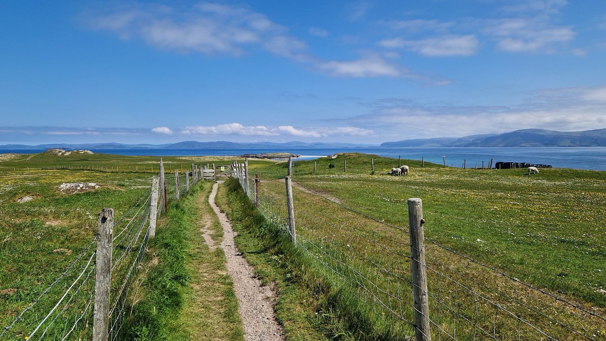 A lovely day on Iona.... #isleofiona #summerishere #lambs #sheep #wildflowers #bloomandgrow