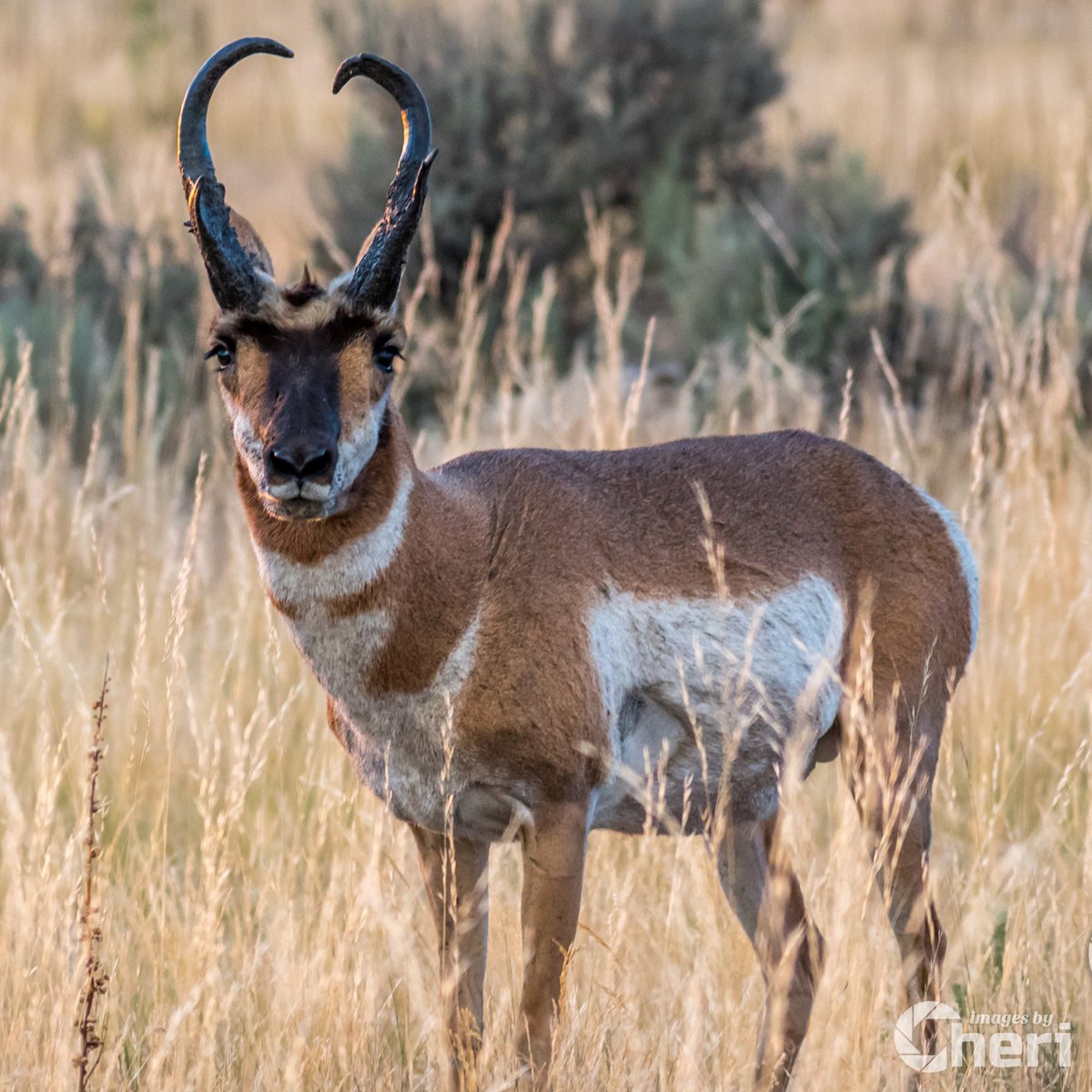 ImagesByCheri's tweet photo. Here’s our month of June calendar featured image!
Check out our Fine Art Calendar here:
https://t.co/7OuAAYSbOT
-
#2023Calendar #FineArt #Photography #Photographer #CalendarPrint #CalendarPhoto #PronghornAntelope #WildlifePhotography #NaturePhotography #WesternWildlife https://t.co/U6plzGuCyU