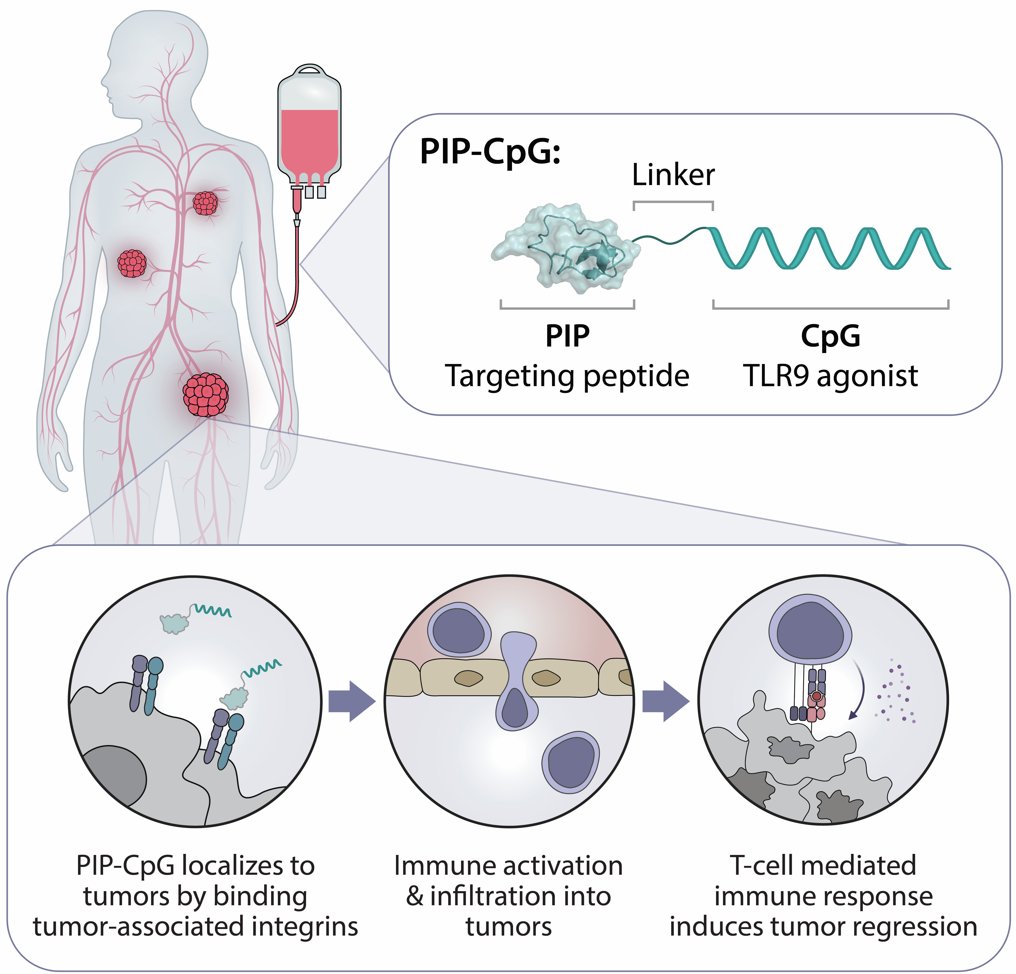 Thrilled to announce that our new PIP-CpG paper is now live @J_Immunol . PIP-CpG is a tumor-targeting immunotherapy that is in preclinical development & we are hoping to advance it to the clinic in the coming years. doi.org/10.4049/jimmun… . A 🧵👇(1/13)