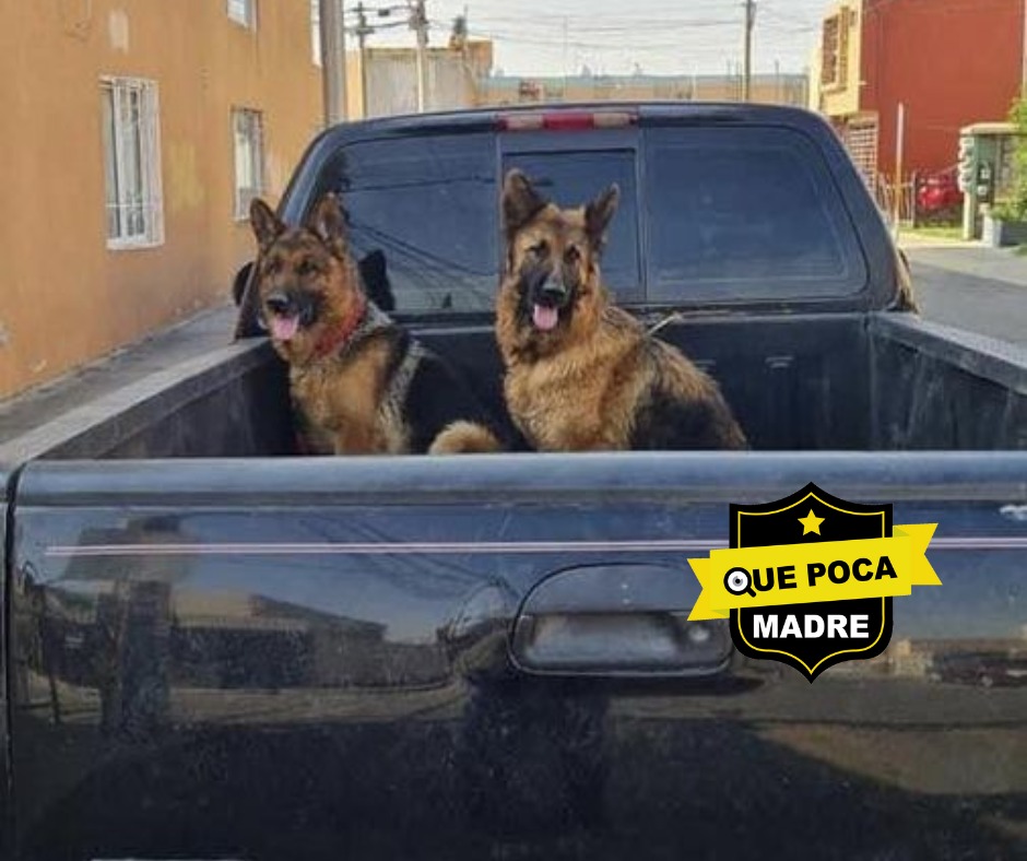 QuePocaMadreMex's tweet photo. 🐕🦺❤🐕🦺‼LA HERMOSA PAREJA PERRUNA TENDRÁN UN HOGAR JUNTOS‼🐾
🔴#ReporteCiudadano
🗣La pareja de perritos que se encontraban por las calles de #Toluca y #Metpec #EdoMex, ya fueron al #veterinario y a la #estética. Al final nadie los reclamó, pero por fortuna ya tienen un hogar https://t.co/REeV90FKwf