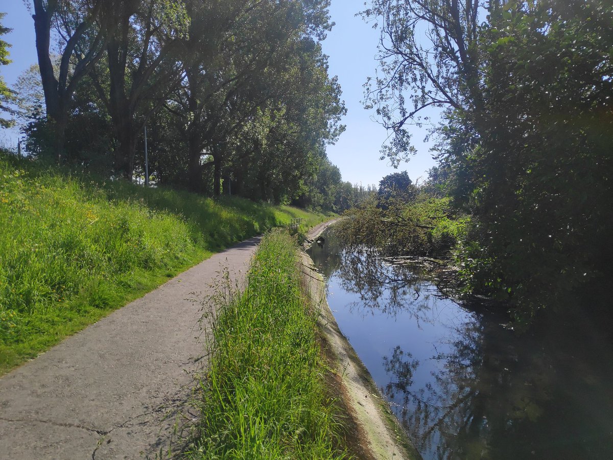 RichardTMills's tweet photo. Dear Cork City Council, thank you so much for not mowing at the Atlantic Pond. It is such a haven of peace and tranquility and looking glorious with all the wild flowers growing in profusion. Please keep it that way. Please retweet 
@corkcitycouncil @Corkcoco @corkbeo @pure_cork https://t.co/FWw3h7YTUP
