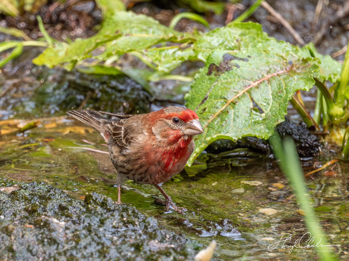 Yippee! I’m taking a bath! House Finch feeling pretty good about his bath!
#birdcpp #birdphotography #bathingbirds #housefinch