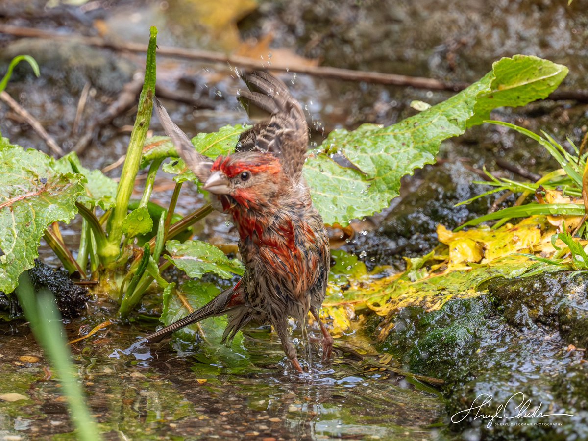 DiveArtist's tweet photo. Yippee! I’m taking a bath! House Finch feeling pretty good about his bath!
#birdcpp #birdphotography #bathingbirds #housefinch https://t.co/91v1Pbwp01