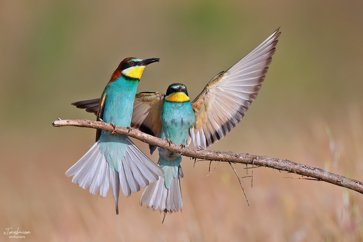 Couldn't get enough of Bee-eaters on Lesvos - Skala Kallonis - 25th May 2023