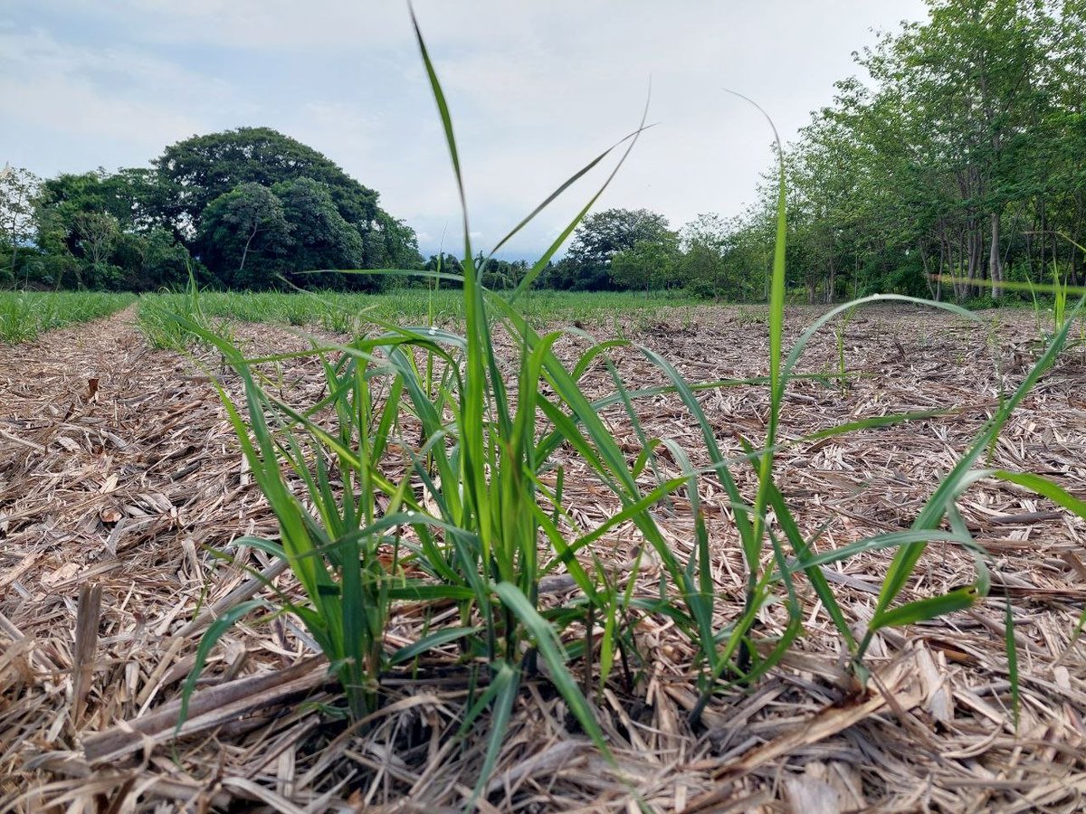 Investigadores de la Unidad Ambiental, el <a href="/ICMARES_UES/">ICMARES</a> y el <a href="/CensaludUES/">CENSALUD UES</a> recorrieron el sitio Ramsar de la Barra de Santiago con el fin de apoyar a los habitantes en la protección de los sitios costeros marinos de la zona como playas y manglares.