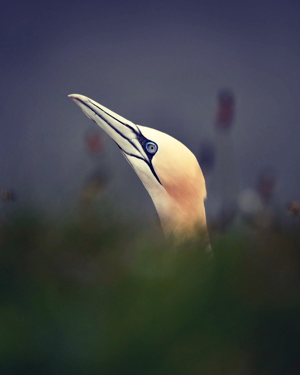 Morus Bassanus, the northern gannet. Taken at <a href="/Natures_Voice/">RSPB</a> <a href="/Bempton_Cliffs/">RSPB Bempton Cliffs</a> with help from Nikon School UK and Rachel Bigsby