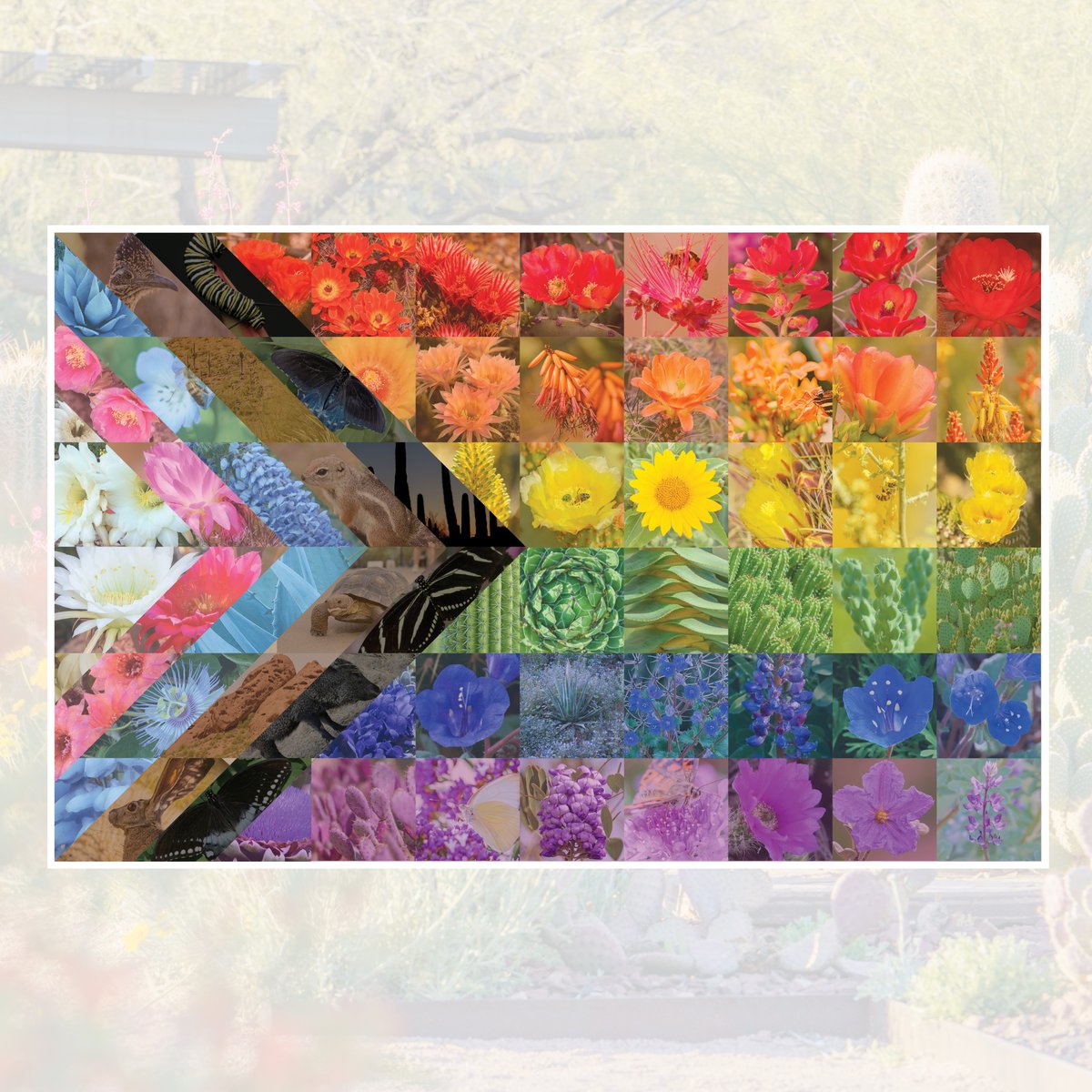 Happy #PrideMonth! 🌈 🏳️‍🌈 

The Garden strives to foster an atmosphere of acceptance, respect and equality. We celebrate Pride Month by flying the Progress Pride flags at the entrance and throughout the trails.