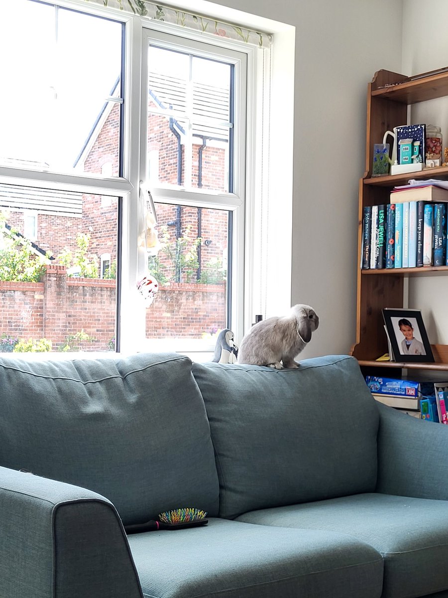 Mary Earps our house bunny has found her favourite place to sit - in a patch of sunshine by the window! #houserabbit