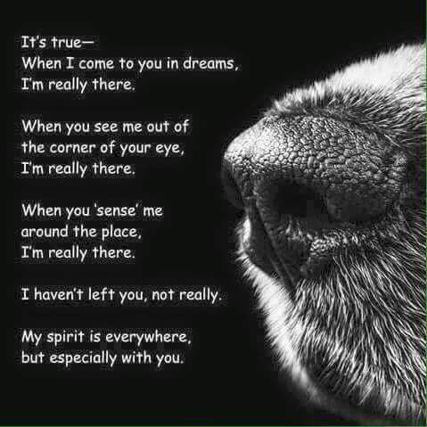 SheahanKellee's tweet photo. @ProfNoahGian I’m so very sorry 😢 https://t.co/f7oEM6hGwa