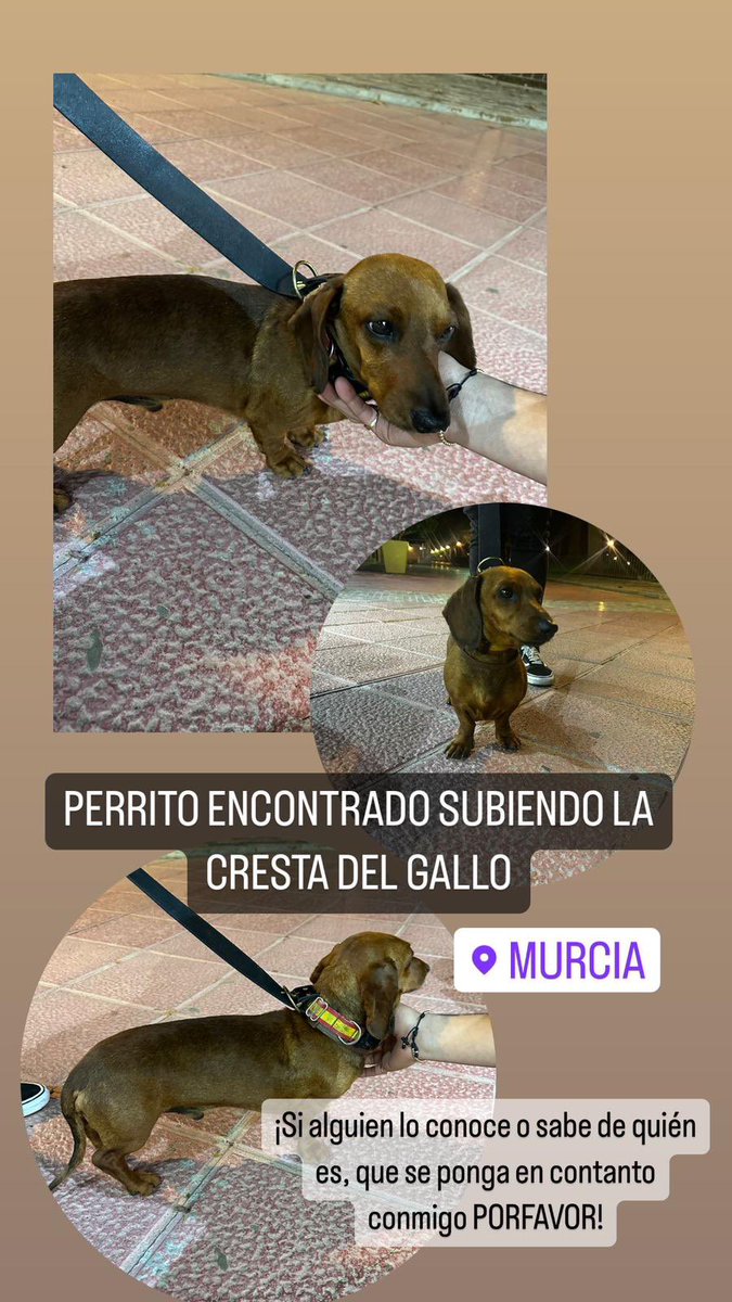 protectoramara's tweet photo. 🚨AYUDA!🚨 https://t.co/ypQxcVUhav