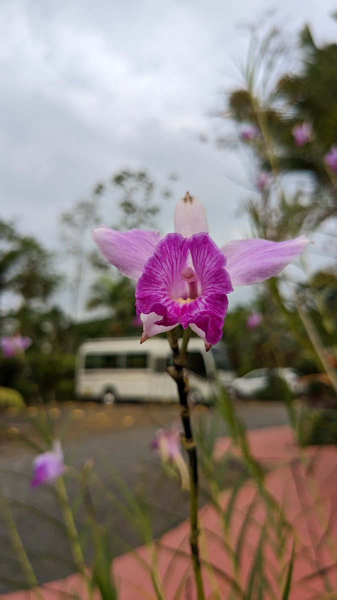 C_Huck99's tweet photo. #flowerpowerfriday #orchid #CostaRica #puravida 🇨🇷 https://t.co/0rG85ymfw9