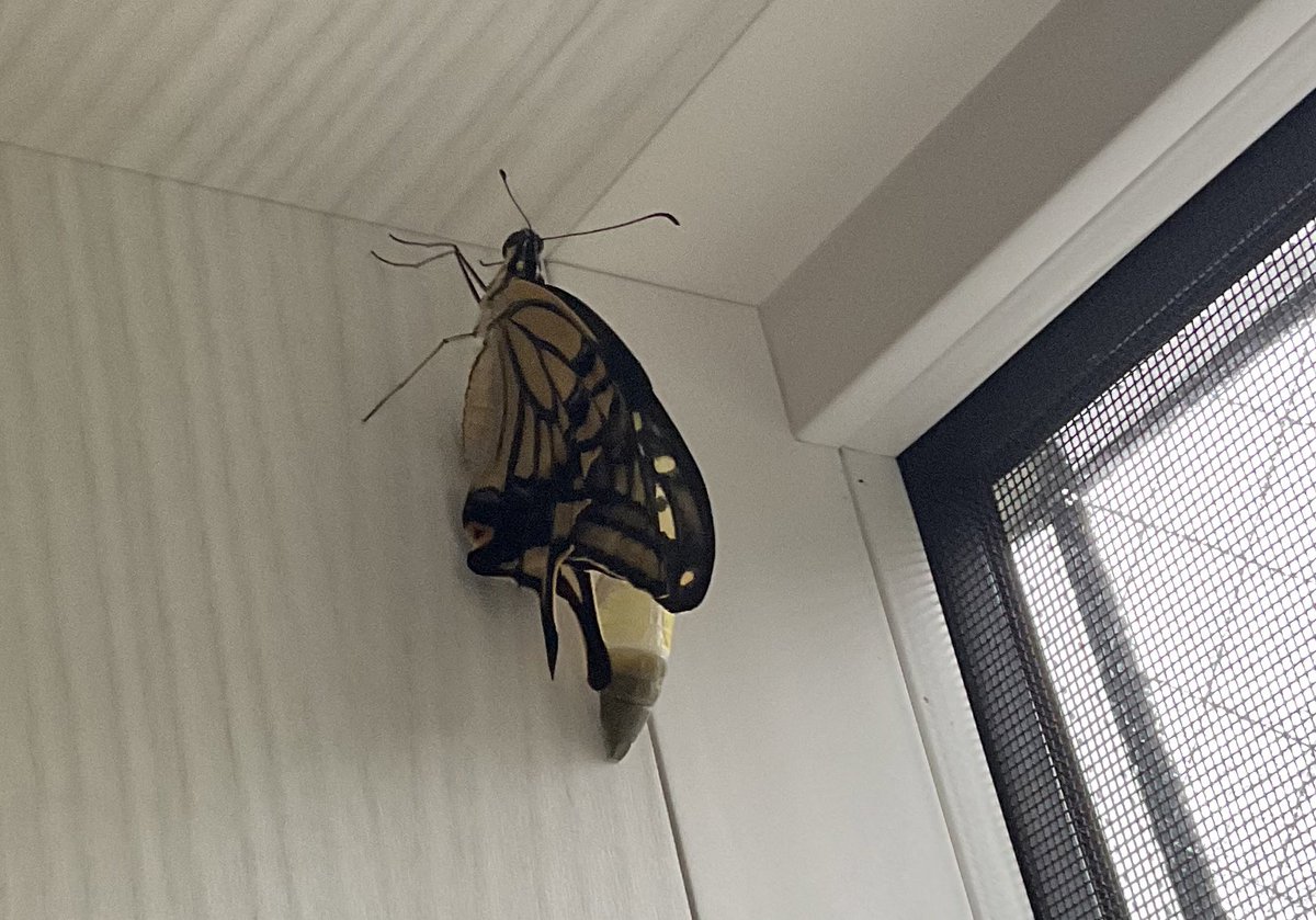 マイペースだった青虫、ついさっき羽化しました。 https://t.co/qP5QGmf8zi