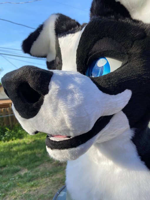 I&rsquo;m so excited for AC2023 and to be a big ole Pubby🤍🖤 Link 2.0 Is so adorable and I&rsquo;m still taking offers<a href="/tag/antizoophile"class="tags"><span>#antizoophile</span></a>