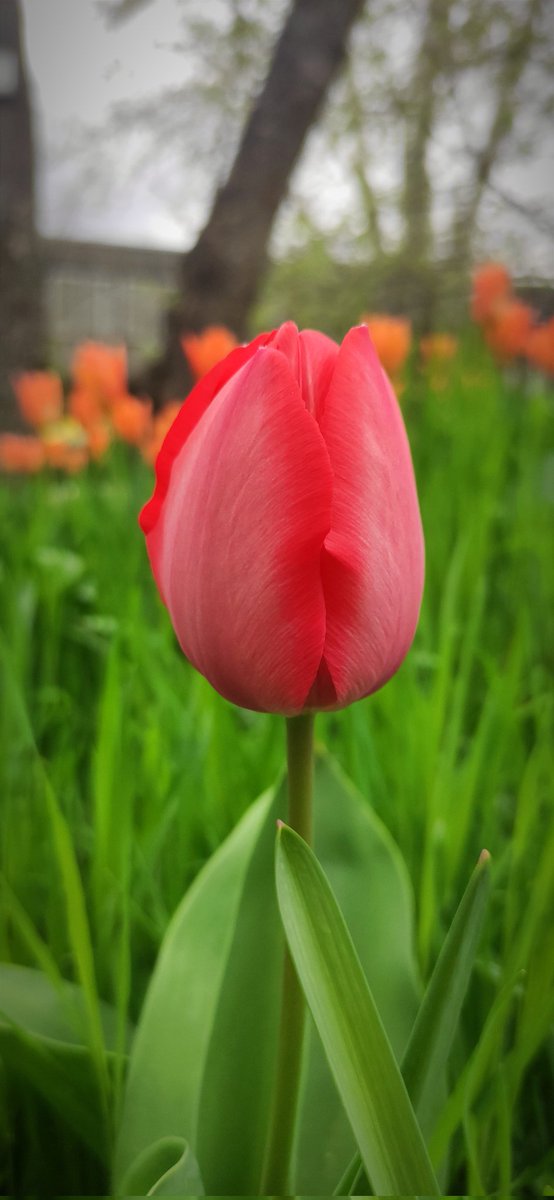 Tulip 🌷 
👉 Follow us 😉 to see our daily posts and read our valuable facts ✅
🌷#natureshots #nature_perfection #tulips #spring #tulipanes #tulipe #tulipes #landscapephotography #portraitphotography #plantlife #plantlove #flowers #fleurs #virág #plantportrait💐#springvibes🌸