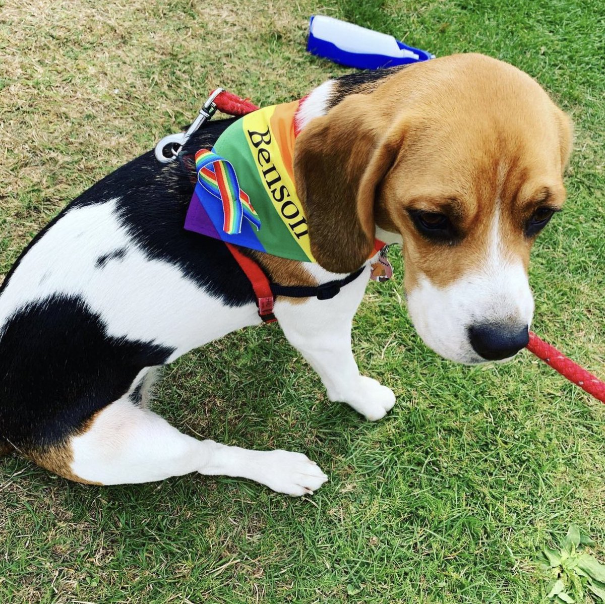 bobbeecotter's tweet photo. Happy Pride to all. #Pride2023 #PrideMonth #beagle 🏳️‍🌈🌈🌈🏳️‍🌈 https://t.co/CDAM8gJXQ9