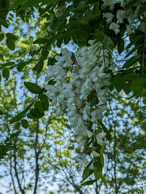 1 pic. My black locust tree is flowering for the second year and it smells so nice!

Last year was so