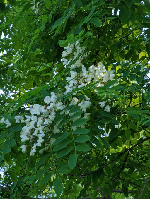 2 pic. My black locust tree is flowering for the second year and it smells so nice!

Last year was so