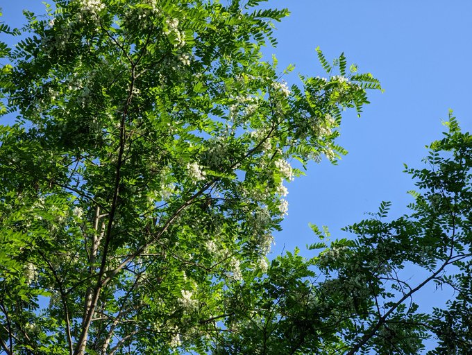 3 pic. My black locust tree is flowering for the second year and it smells so nice!

Last year was so