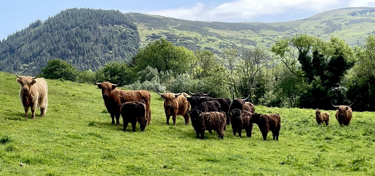 Went to see a friend’s highland cattle with their calves…..so very sweet. Really like these cattle and would love some! #highlandcows #nativebreeds #farming #isleofman