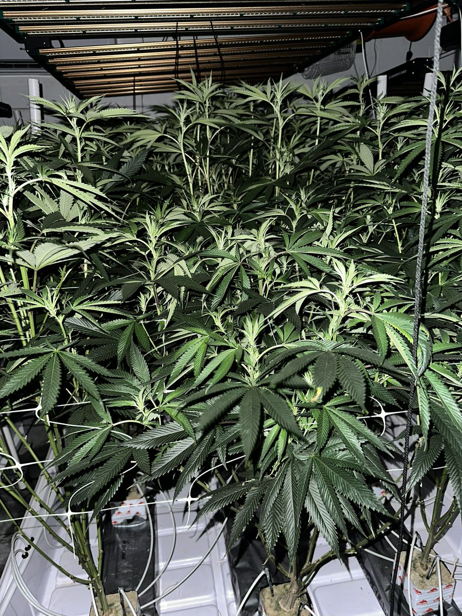 BluTreeOfficial's tweet image. BLU CHERRY GELATO IN THE BACK, GAS IN THE FRONT