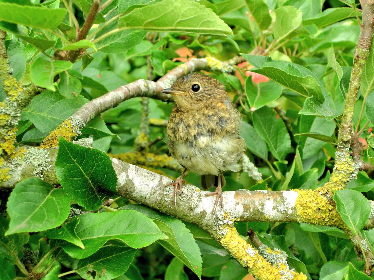 First moments in the big wide world for this little Robin fledgling …#garden