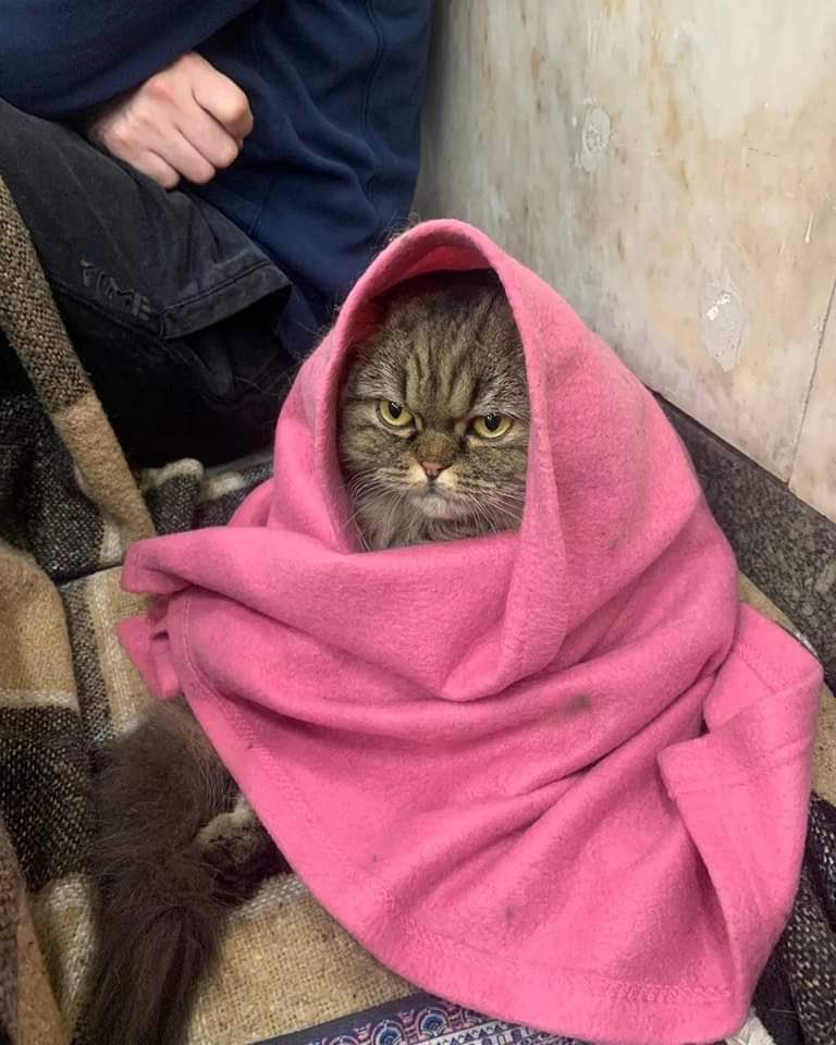 When one photo of a cat, sheltering from Russian rockets in a metro, relays the mood of the whole Ukrainian nation. 

Photo from @JSJungleMan.