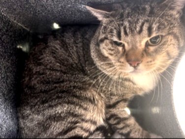NYCDEATHROWCATS's tweet photo. THERE ARE NOW 22 ANIMALS (9 CATS &amp; 13 DOGS) AT RISK FOR SATURDAY 6/3/23 DEADLINE IS NOON. PLEASE SHARE, FOSTER, ADOPT, TAG FRIENDS, POST TO SOCIAL MEDIA SITES, PLEDGE TO HELP SAVE THEIR LIVES. NEW PHOTOS https://t.co/Rt2PL8RaPy https://t.co/sCnFNihh3G