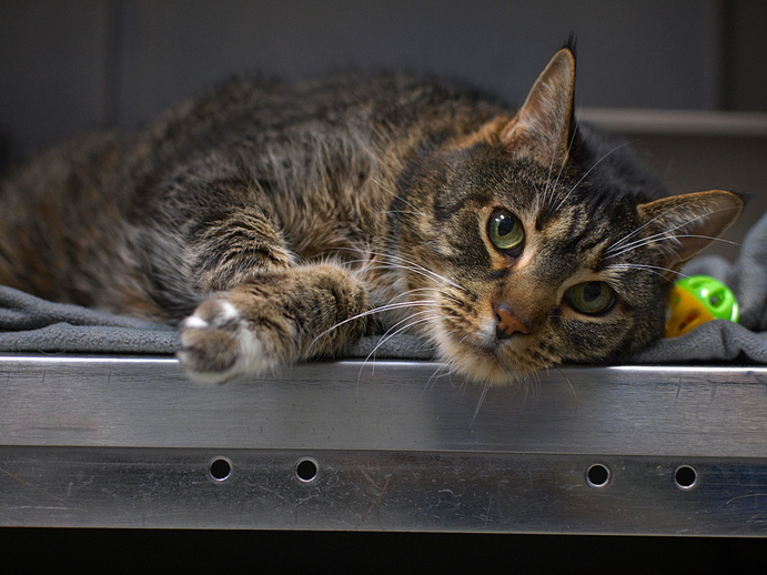 NYCDEATHROWCATS's tweet photo. THERE ARE NOW 22 ANIMALS (9 CATS &amp; 13 DOGS) AT RISK FOR SATURDAY 6/3/23 DEADLINE IS NOON. PLEASE SHARE, FOSTER, ADOPT, TAG FRIENDS, POST TO SOCIAL MEDIA SITES, PLEDGE TO HELP SAVE THEIR LIVES. NEW PHOTOS https://t.co/Rt2PL8RaPy https://t.co/fXHdFycdMO