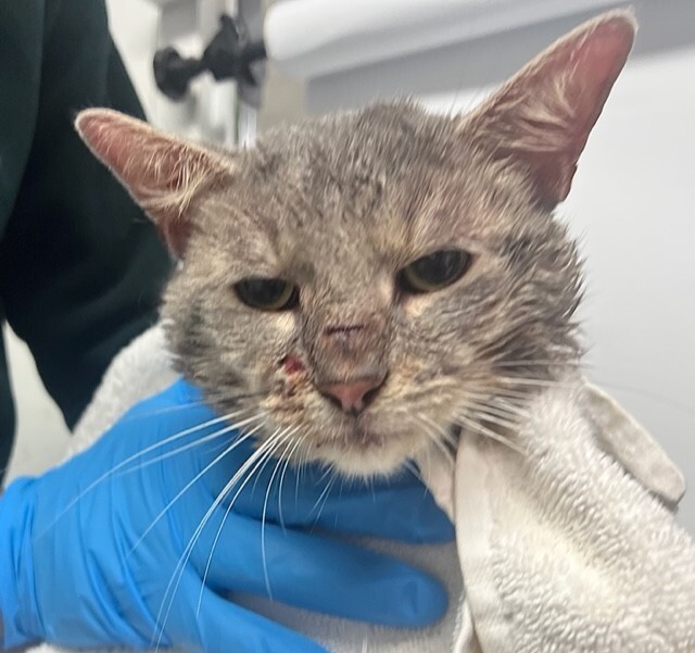 NYCDEATHROWCATS's tweet photo. THERE ARE NOW 22 ANIMALS (9 CATS &amp; 13 DOGS) AT RISK FOR SATURDAY 6/3/23 DEADLINE IS NOON. PLEASE SHARE, FOSTER, ADOPT, TAG FRIENDS, POST TO SOCIAL MEDIA SITES, PLEDGE TO HELP SAVE THEIR LIVES. NEW PHOTOS https://t.co/Rt2PL8RaPy https://t.co/fXHdFycdMO