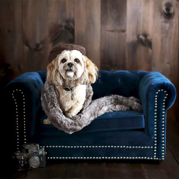 HomeThangs's tweet image. Want to let your pets sit in comfort, but don't want them to ruin your sofa - or have a big, beige mat on your floor? This #tbt, check out our updated guide to designer pet beds: tinyurl.com/yc69vp23