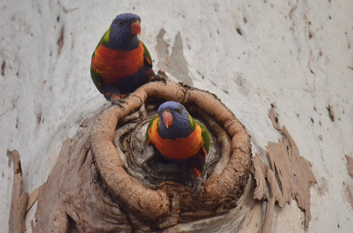 #FirstSeenandHeard on a beautiful blue sky day is Rainbow Lorikeets for both