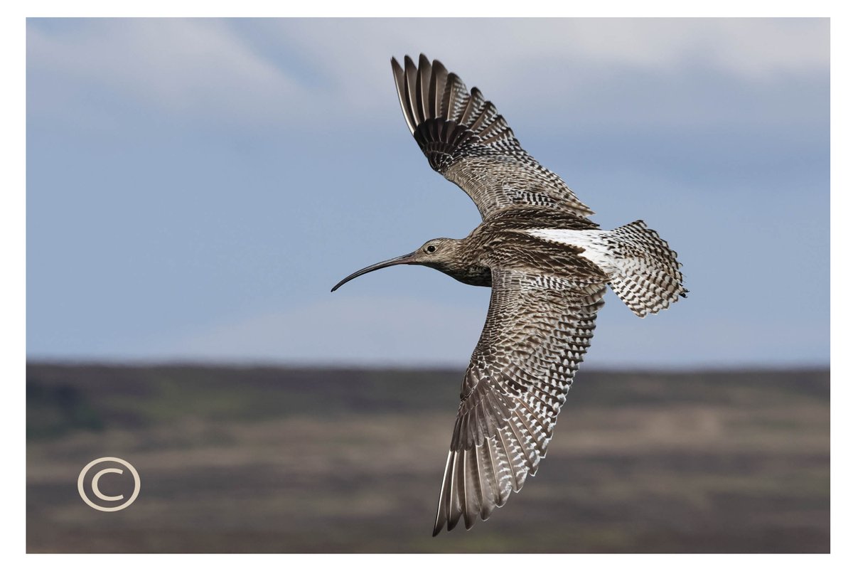 Glad to get this Curlew in flight