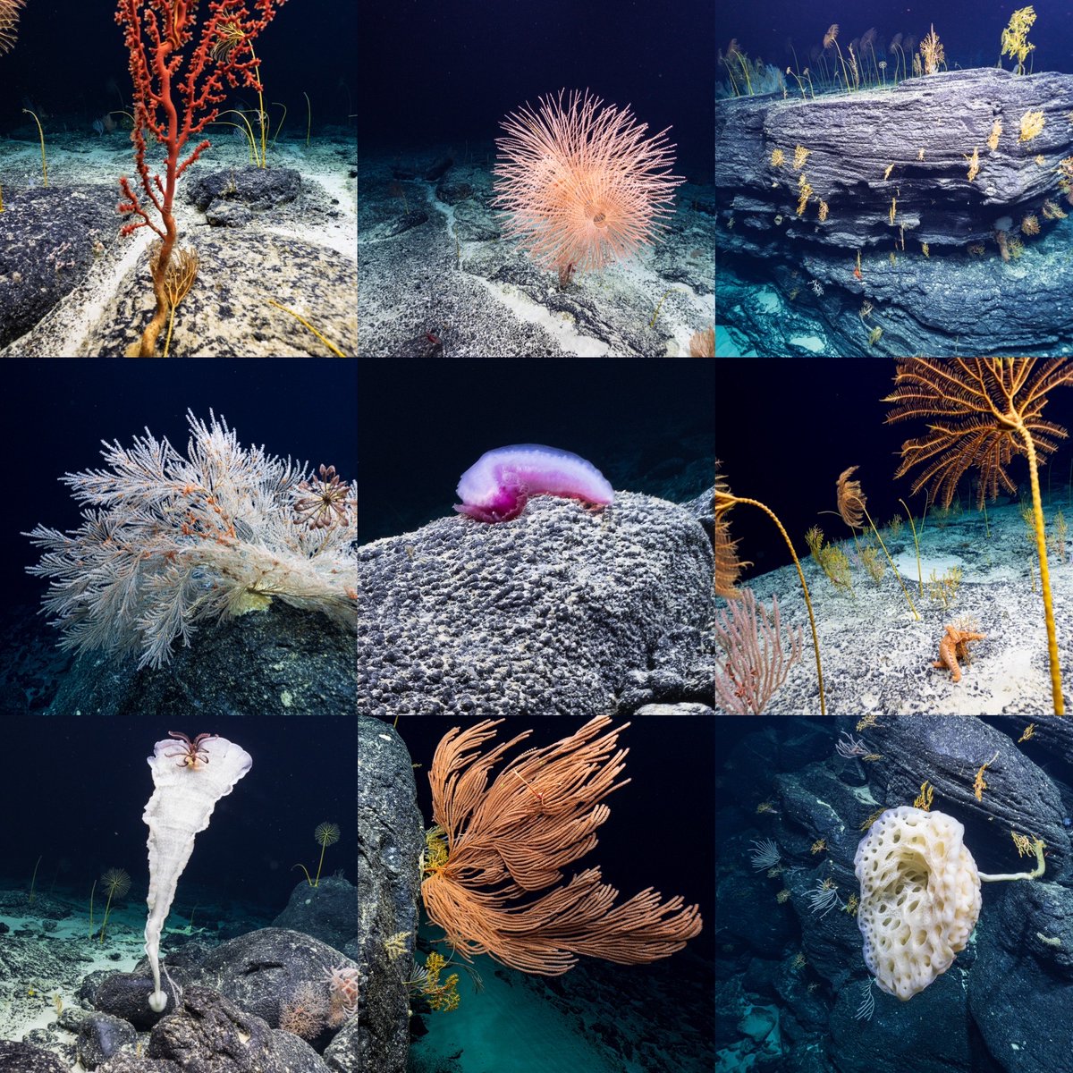 #Lastchance! You have through June 2, 2023, to add your voice on the proposed #PacificRemoteIslandsNationalMarineSanctuary and submit your comments to 
@noaa: bit.ly/3MGQm2Q

<a href="/NOAA/">NOAA</a>Fish_PIRO <a href="/NOAAFish_PIFSC/">NOAA Fisheries PIFSC</a> <a href="/PRIcoalition/">Pacific Islands Heritage Coalition</a> <a href="/USFWSPacific/">USFWS Pacific</a>