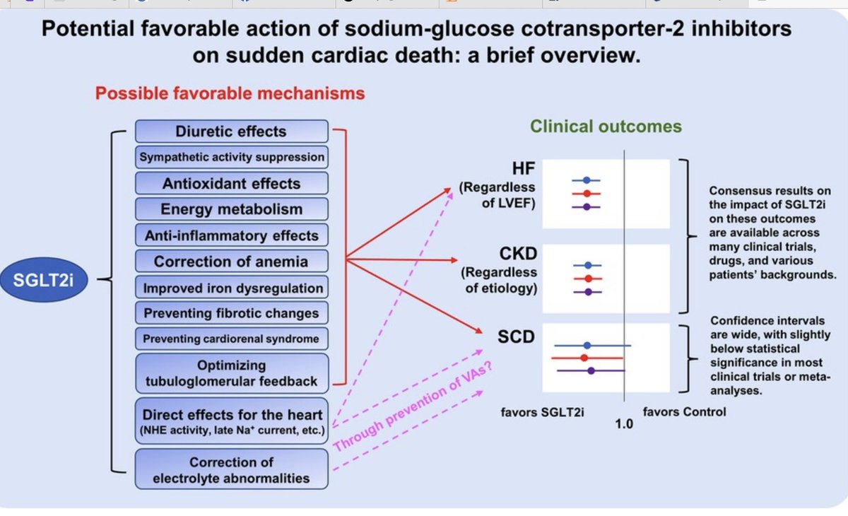 Ivan Mendoza (@mencardio) on Twitter photo SGLT2 inhibitors and Sudden Cardiac Death <a href="/ivanovich13/">Ivan Mendoza</a> <a href="/torresviera/">José Miguel Torres Viera</a> <a href="/SIAC_cardio/">SIAC</a> <a href="/CardiologiaSVC/">Sociedad Venezolana de Cardiología</a> <a href="/HeliodoroRodri5/">Heliodoro Rodriguez</a> <a href="/gonzaeperez/">Gonzalo Perez</a> <a href="/Risantilopezcar/">Ricardo Lopez Santi</a> <a href="/HeartOTXHeartMD/">John P Erwin III MD MBA MACC (#BigPoppy )</a> <a href="/Medtorek/">Medtorek</a> <a href="/Ed_Alania/">Edgardo Alania</a> <a href="/igormorr/">Igor Morr</a> <a href="/Lguevaramath/">Lempira Guevara Matheus</a> <a href="/DrJorgeBombau/">Jorge Bombau</a> <a href="/shemybenchetrit/">Dr Benchetrit</a> <a href="/Elicardiove/">Elirub Rojas</a>
ncbi.nlm.nih.gov/pmc/articles/P… SGLT2 inhibitors and Sudden Cardiac Death <a href="/ivanovich13/">Ivan Mendoza</a> <a href="/torresviera/">José Miguel Torres Viera</a> <a href="/SIAC_cardio/">SIAC</a> <a href="/CardiologiaSVC/">Sociedad Venezolana de Cardiología</a> <a href="/HeliodoroRodri5/">Heliodoro Rodriguez</a> <a href="/gonzaeperez/">Gonzalo Perez</a> <a href="/Risantilopezcar/">Ricardo Lopez Santi</a> <a href="/HeartOTXHeartMD/">John P Erwin III MD MBA MACC (#BigPoppy )</a> <a href="/Medtorek/">Medtorek</a> <a href="/Ed_Alania/">Edgardo Alania</a> <a href="/igormorr/">Igor Morr</a> <a href="/Lguevaramath/">Lempira Guevara Matheus</a> <a href="/DrJorgeBombau/">Jorge Bombau</a> <a href="/shemybenchetrit/">Dr Benchetrit</a> <a href="/Elicardiove/">Elirub Rojas</a>
ncbi.nlm.nih.gov/pmc/articles/P…