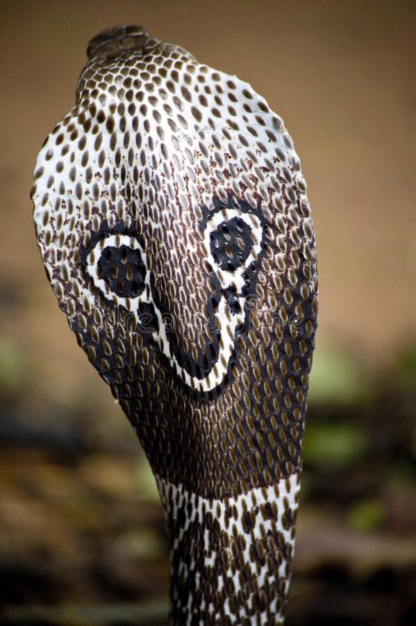 empressatlantis's tweet photo. Did you know the symbol of the south node is located on the hood of the cobra snake https://t.co/EL5qDgDdrV