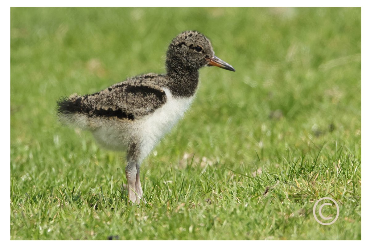 Oystercatcher Chick in the Nidderdale area