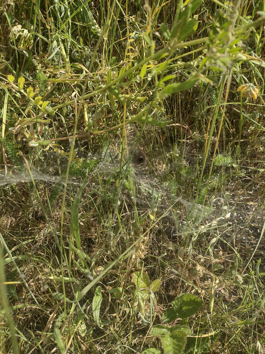 I've been really enjoying all the un-mown verges on my walk to the lab, today I was distracted by loads of very cool spiders webs. Fingers crossed for #LetItBloomJune from @AberUni @AberInnovation and @CeredigionCC #30DaysWild