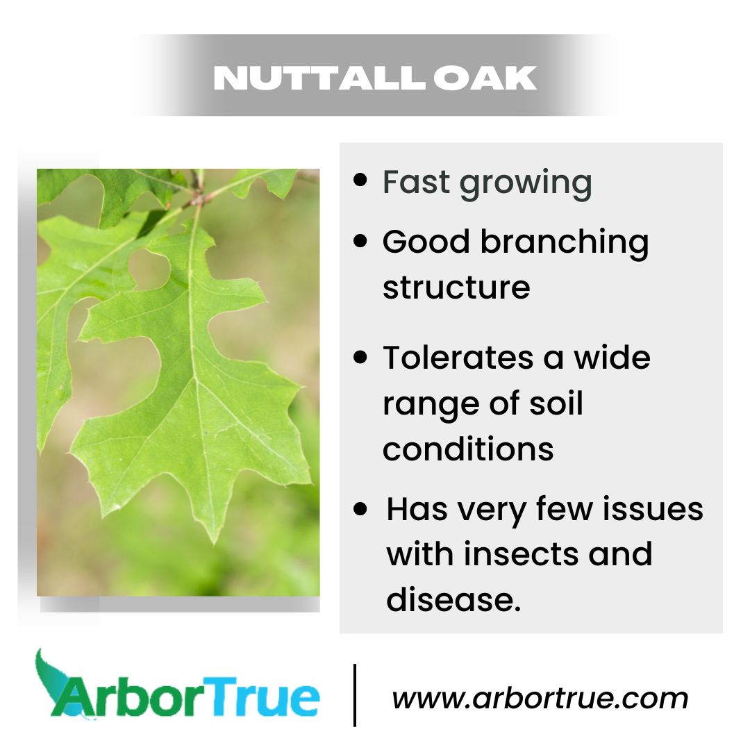 Did you know? #TreeThursday #NuttallOak #Oak #OakTree #ArborTrue