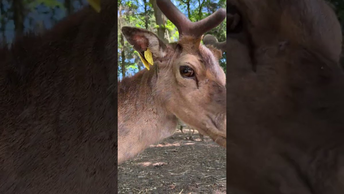 CuteAnimalsPets's tweet photo. Here is a new Video for you: DAMWILD im Tiergehege Hammer in Kiel https://t.co/T389tf3qHF #Animals #AnimalVideo https://t.co/c5VSbbs02n