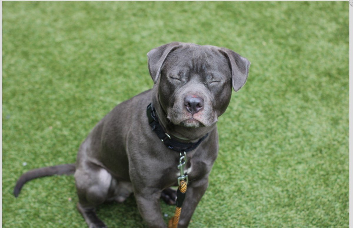 🐾9 month Fifty surrendered b/c owner says too active 🙄 Neutered, friendly, playful, excitable & working hard on his manner skills. Relaxed w/ strangers & kids, neutral w/ shelter dogs. Available to foster or adopt. Needs an offer by *6/03* nycacc.app/#/browse/171491