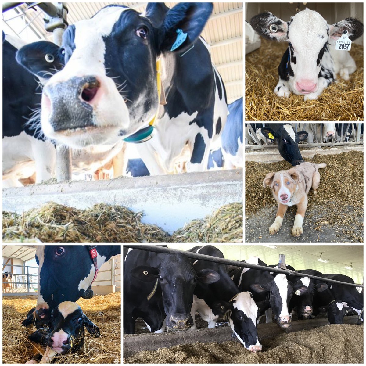 Crystal Geer tweet media