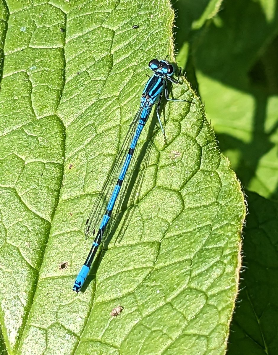 Spent as much time looking at insects as birds at #uptonwarren Flashes this afternoon. Six species of Odonata seen - Banded & Beautiful Demoiselle, Large Red, Azure*, Common Blue & Blue-tailed Damselfly*.