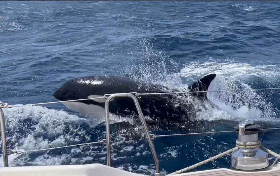 MerGarza's tweet photo. 📍Cabe recalcar que Gladis y su pandilla de orcas han registrado al menos 20 ataques a embarcaciones en las aguas de Gibraltar en el mes, y al menos 12 de los ataques en la península. El último ataque orcastrado fue contra la embarcación 'Mustique', y pues Gladis logró + https://t.co/GiThEG9jIh
